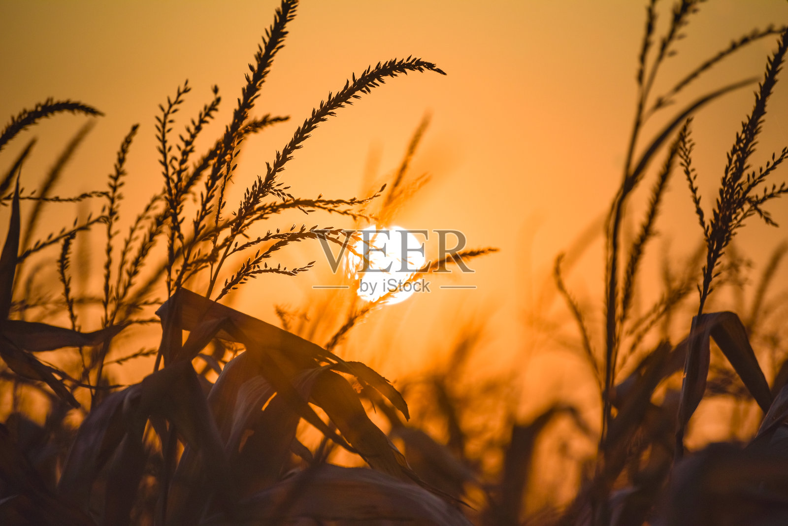 秋日日落的风景穿过玉米地照片摄影图片