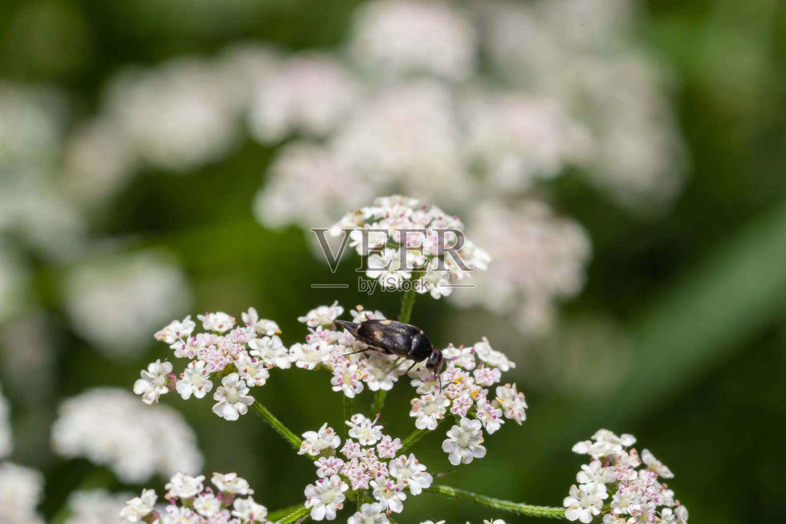 在自然环境下，夏天的一天，吃白花的腹斑蝶照片摄影图片
