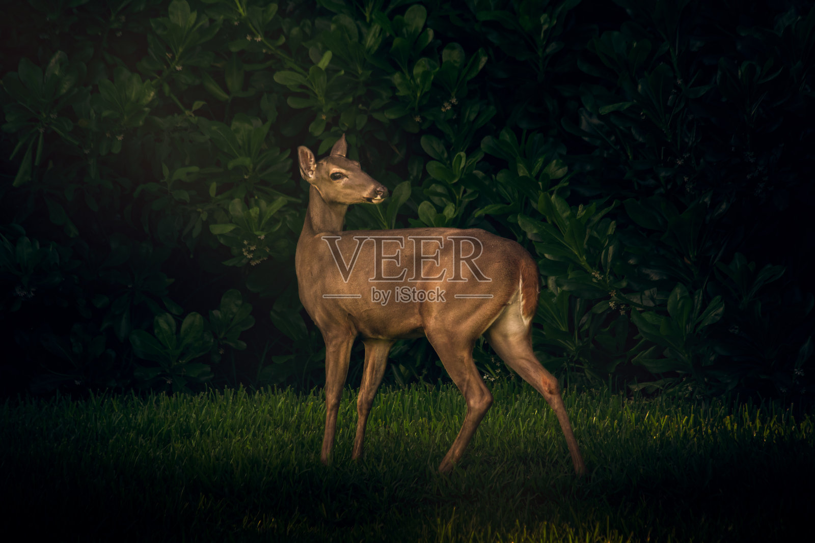 白尾鹿的漂亮照片照片摄影图片