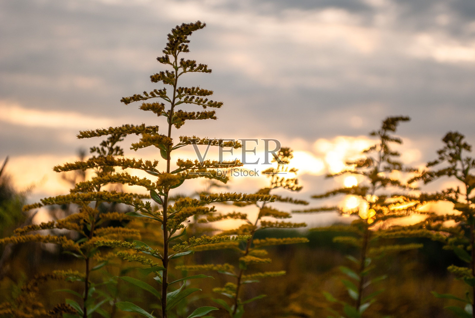 白俄罗斯日落时森林的美丽照片照片摄影图片