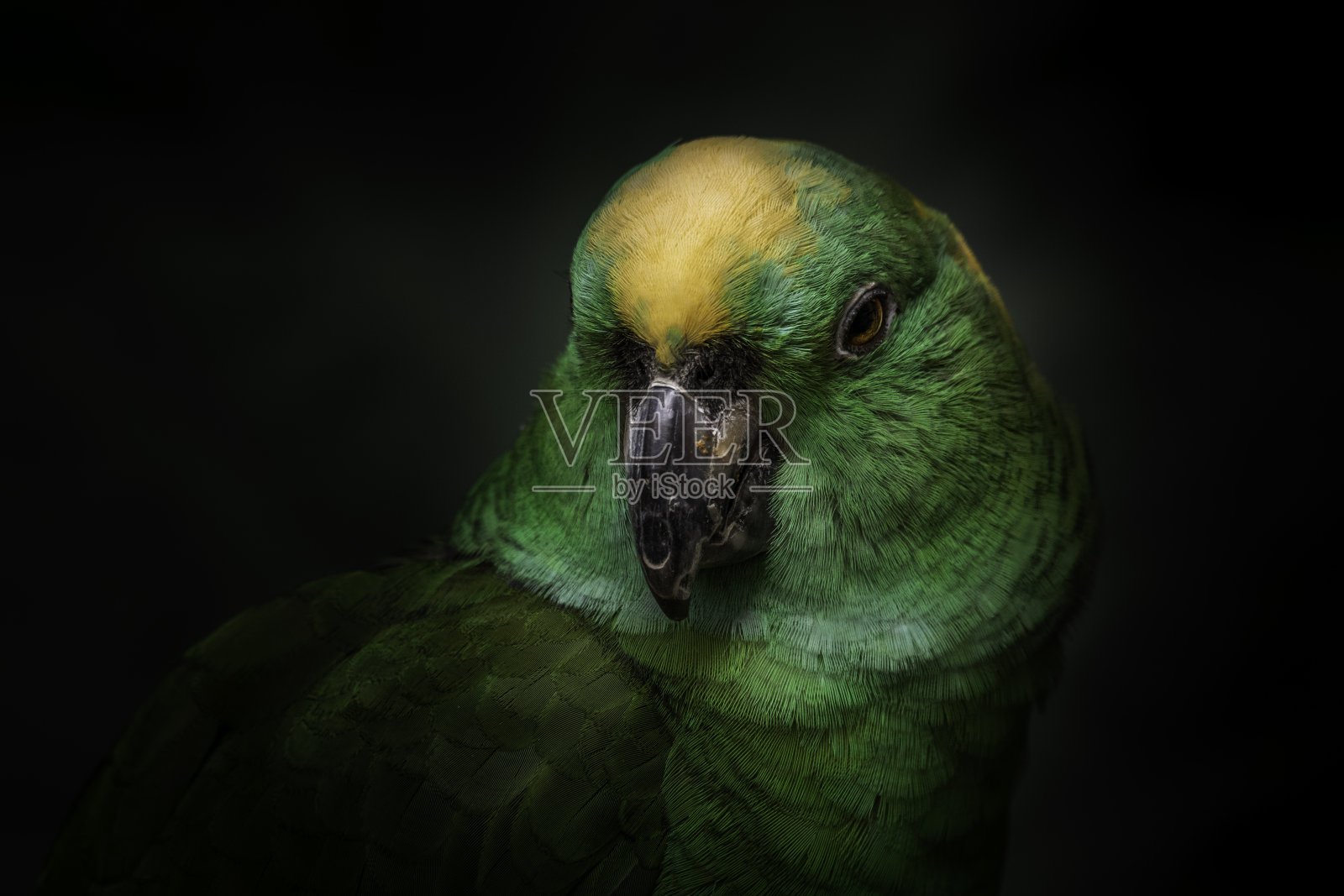 一只可爱的虎皮鹦鹉的特写镜头照片摄影图片