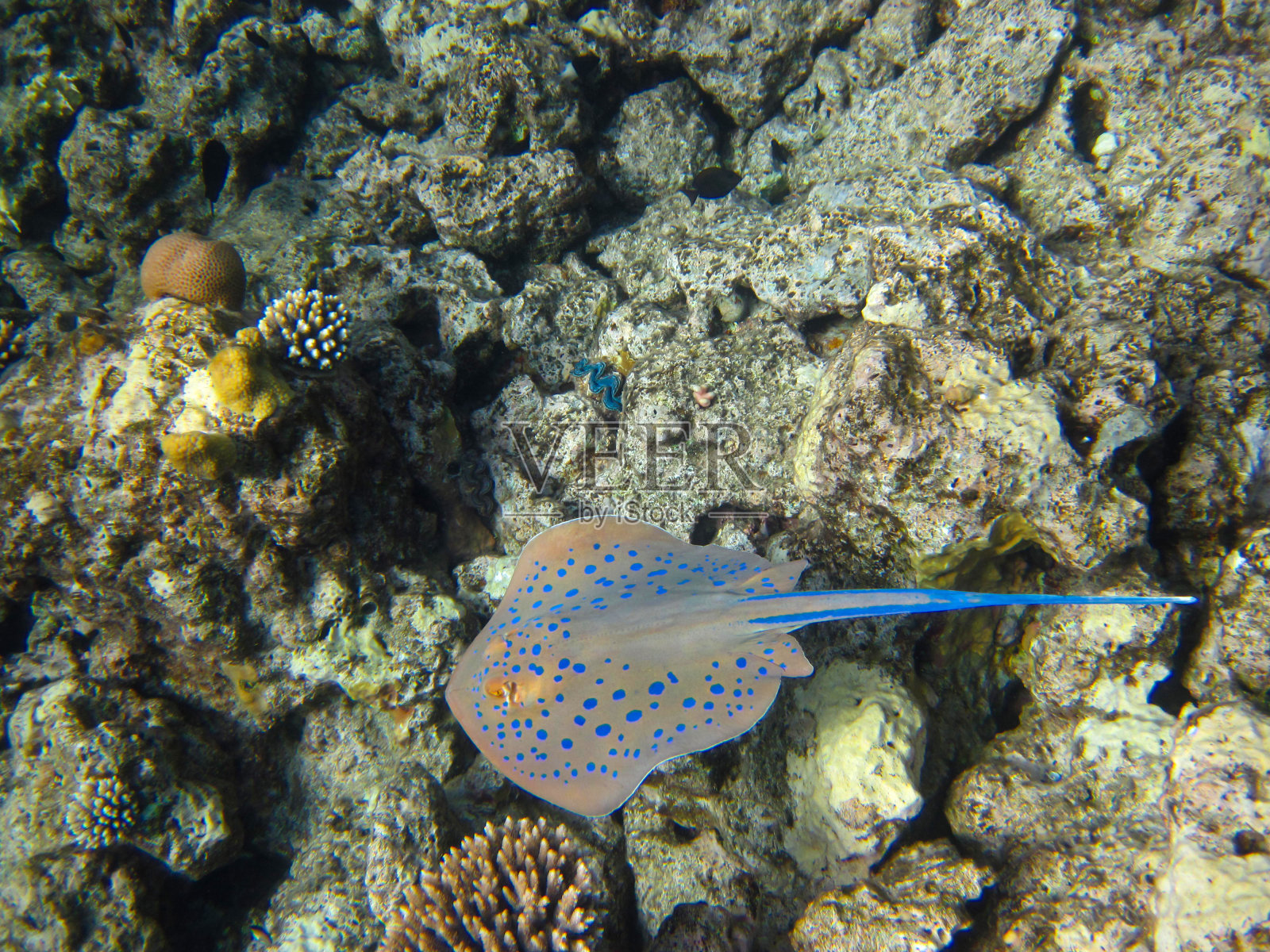 红海珊瑚礁底部的蓝点 stingray照片摄影图片