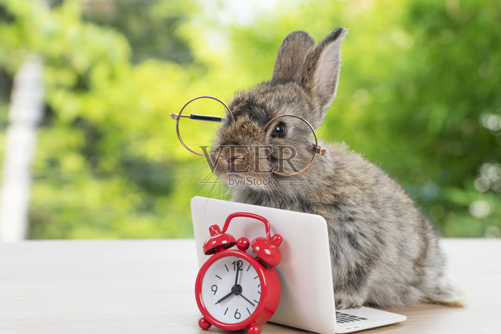 小兔兔棕灰色的小笔记本电脑和闹钟坐在木头上。可爱的小兔子戴着眼镜在网上学习bokeh自然。复活节动物，科技e-learning概念。照片摄影图片