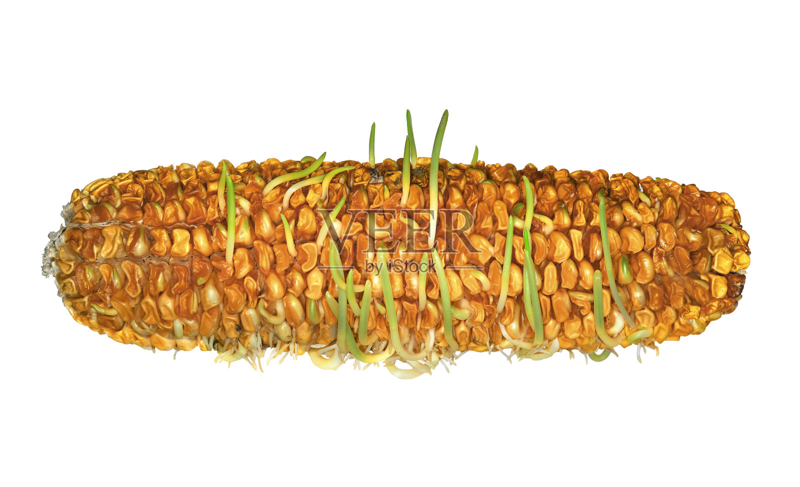 玉米芯上玉米粒的过早发芽照片摄影图片