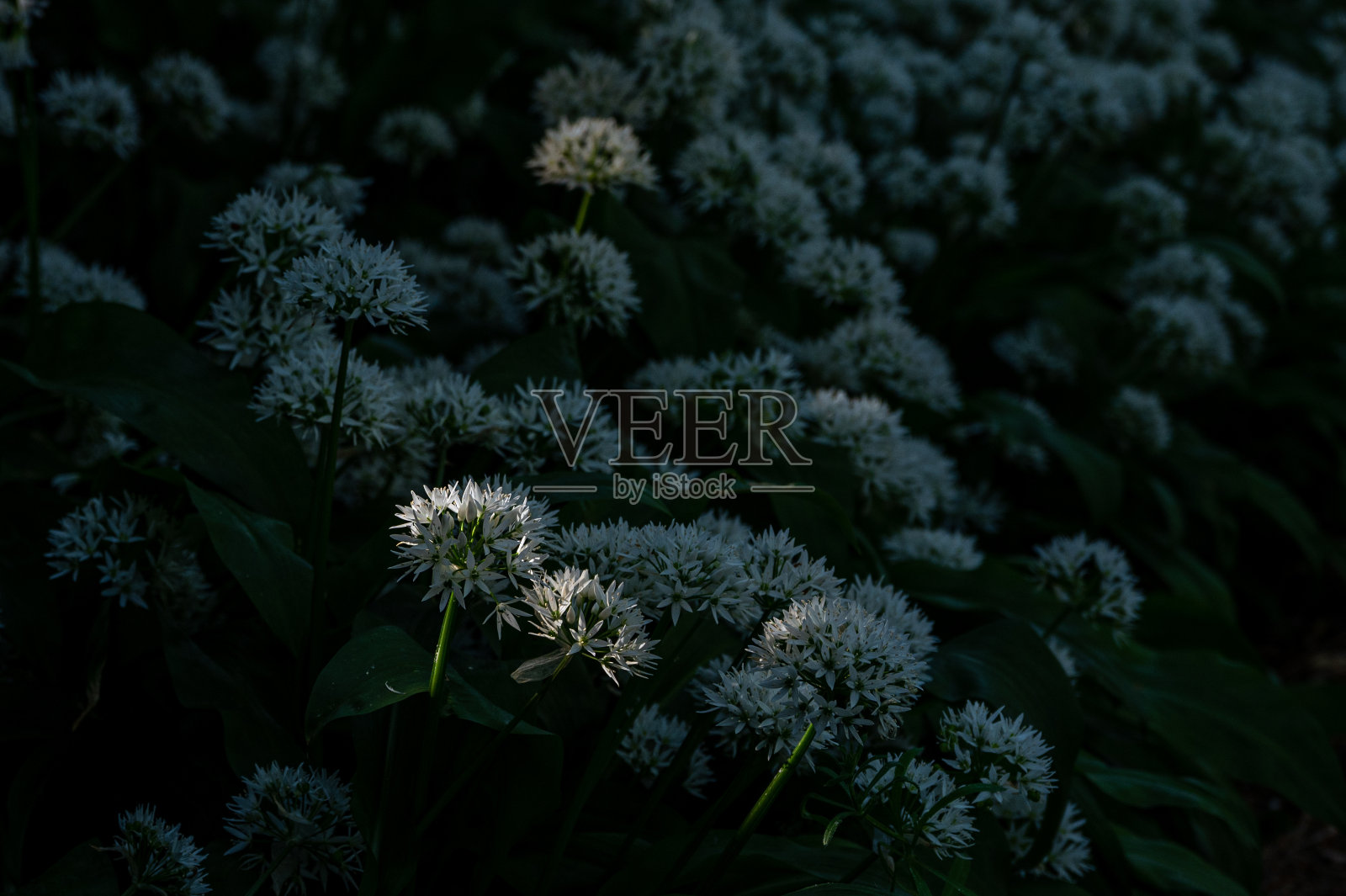 野蒜花，乌尔香，香克林，怀特岛照片摄影图片