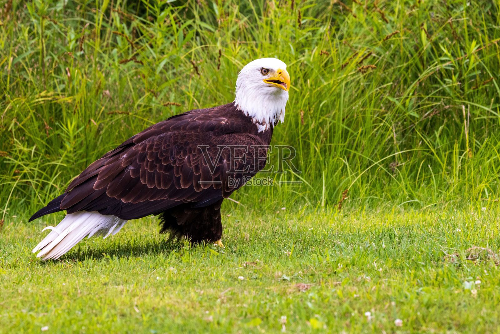 一只大秃鹰在草地上行走的特写镜头照片摄影图片