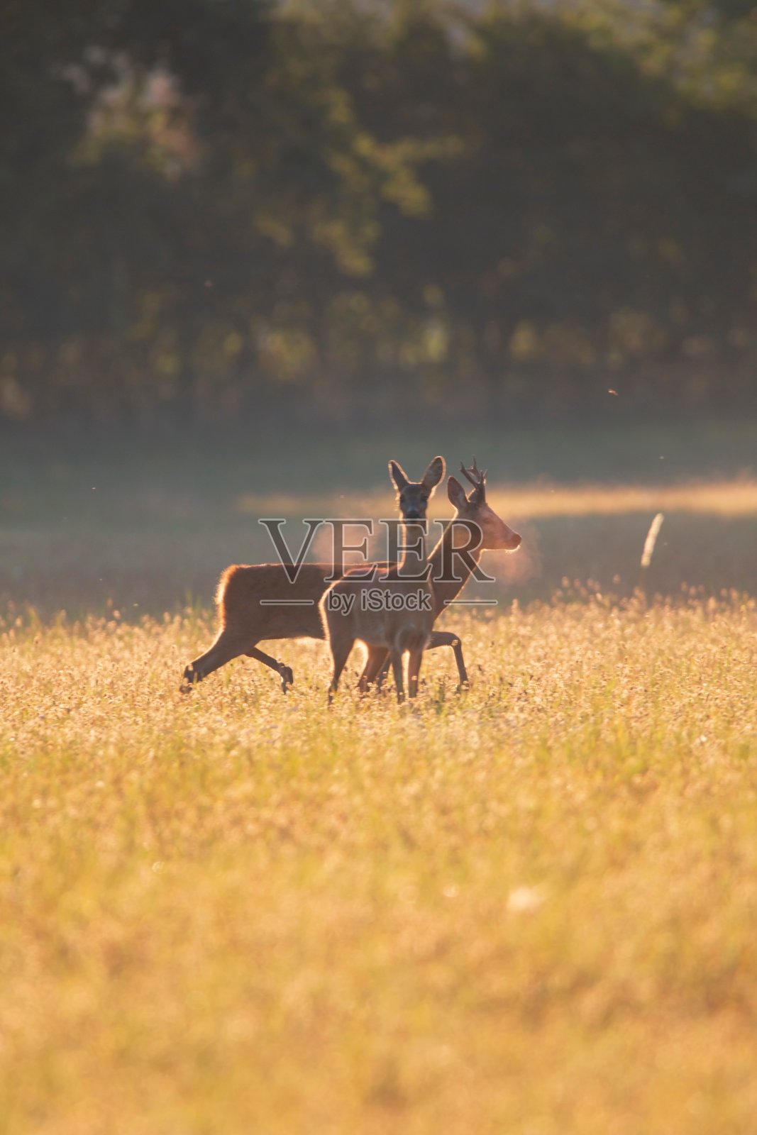 夕阳下，两只可爱的鹿在美丽的田野里奔跑照片摄影图片