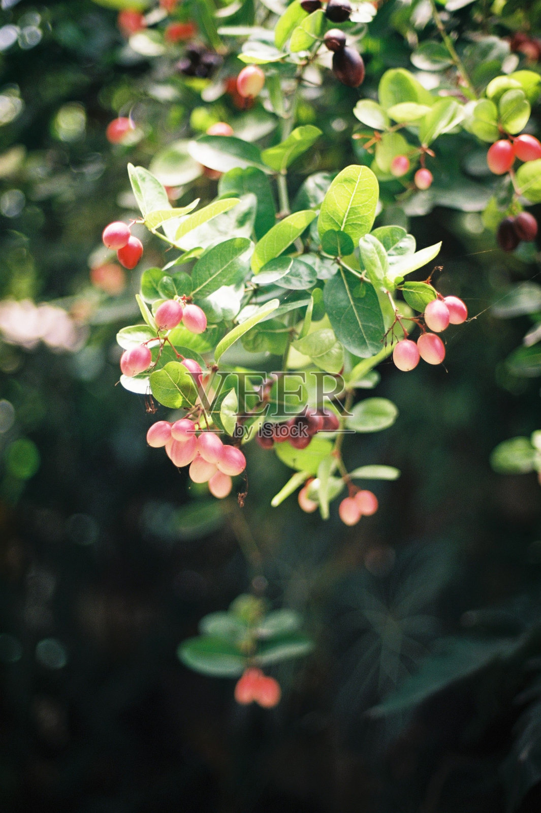 垂直拍摄的山蔓越莓植物照片摄影图片