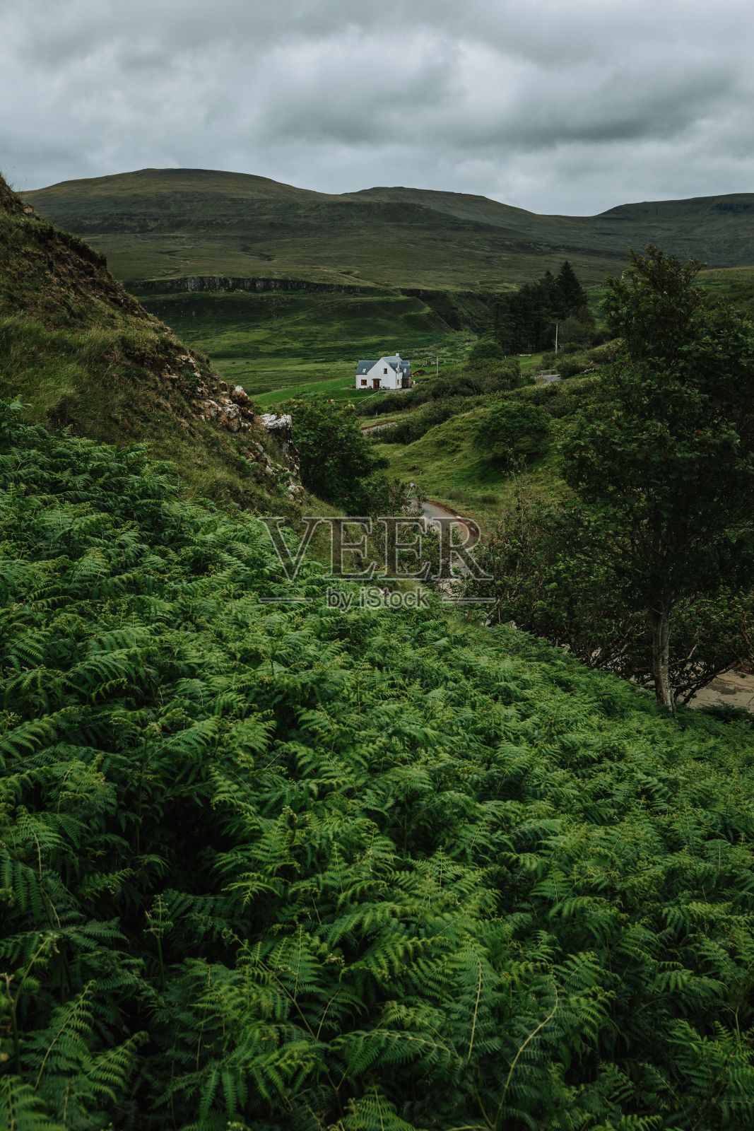 在阴天的垂直拍摄的绿色景观照片摄影图片