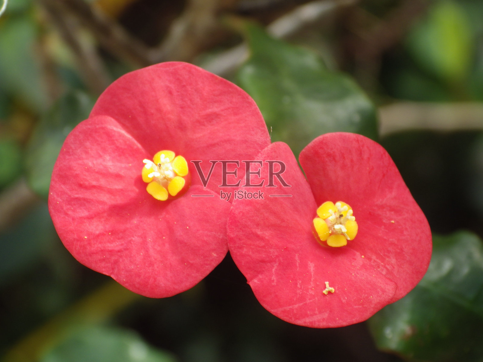 近距离拍摄的荆棘花冠照片摄影图片