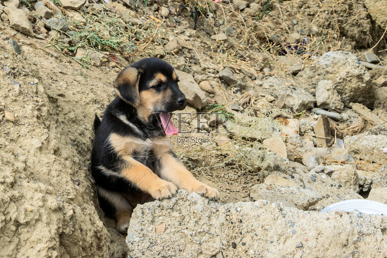 流浪狗伸出舌头照片摄影图片