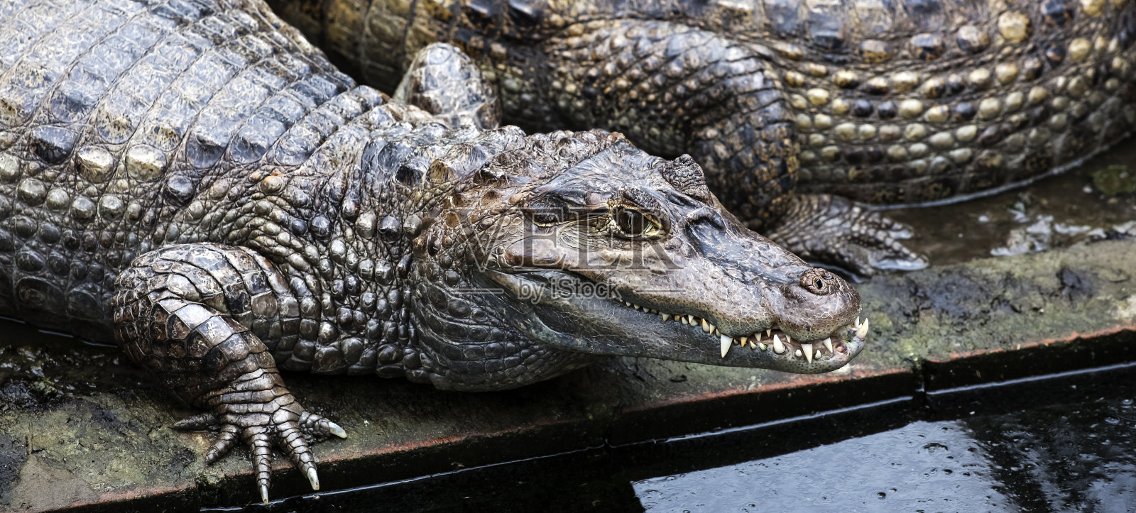 一个巨大的短吻鳄在水边的广角镜头照片摄影图片
