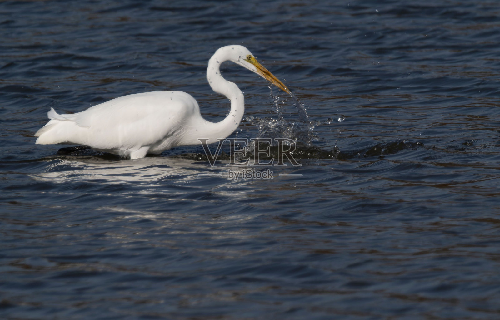 在印第安纳州鹰溪公园的湖里钓鱼的大白鹭照片摄影图片