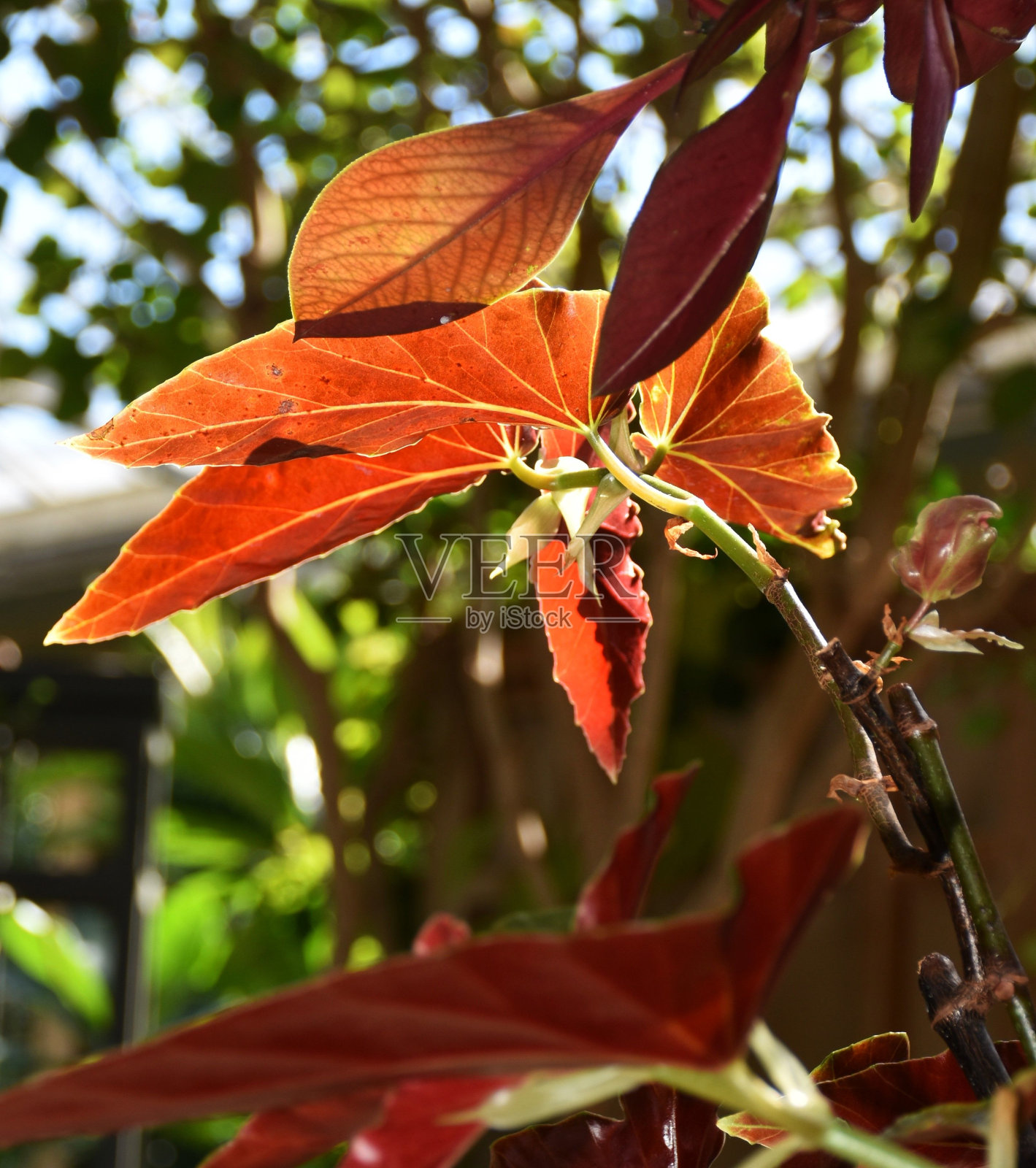 花园中阳光下橙色一品红的叶子照片摄影图片