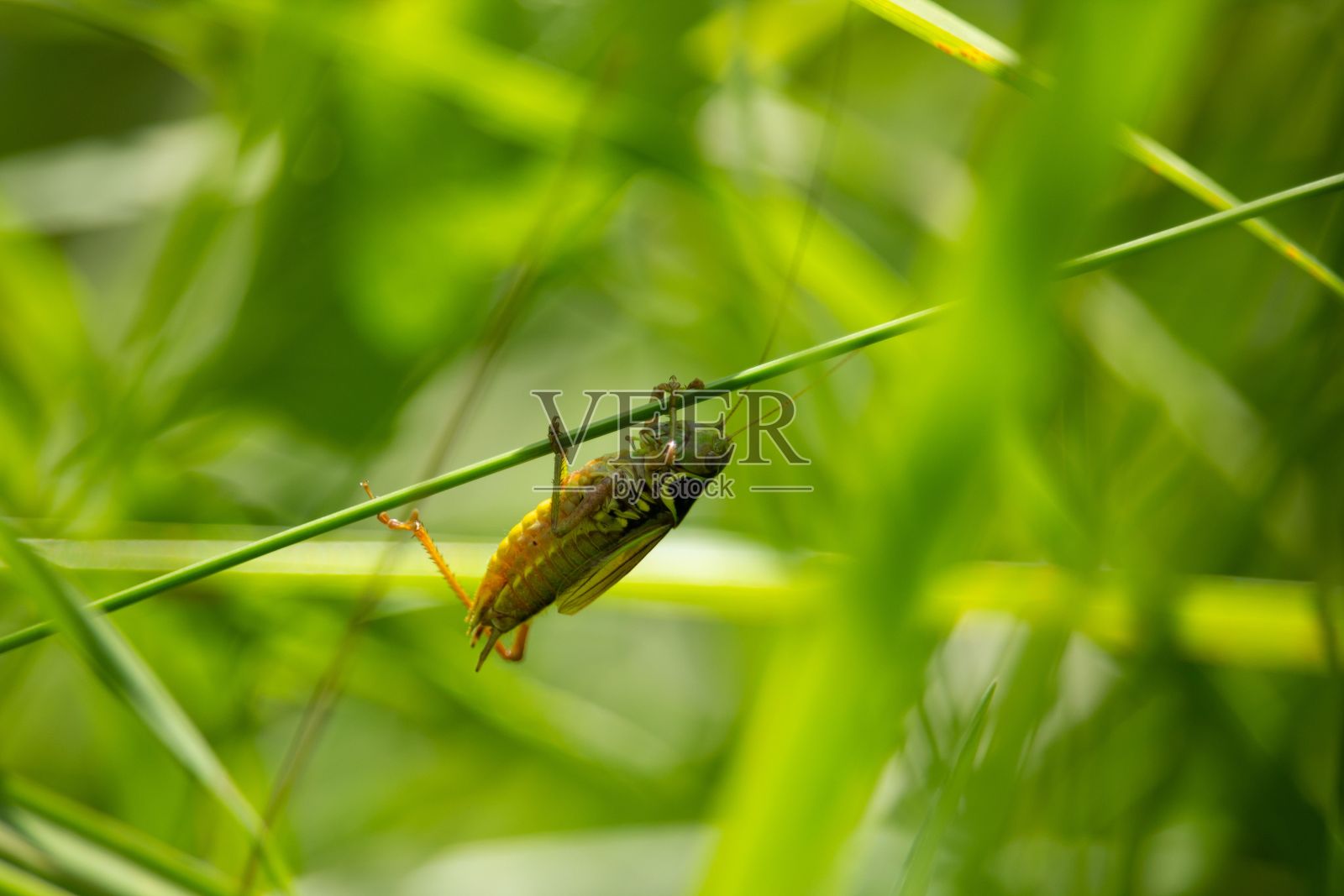 可爱的蚱蜢在绿色的植物茎照片摄影图片