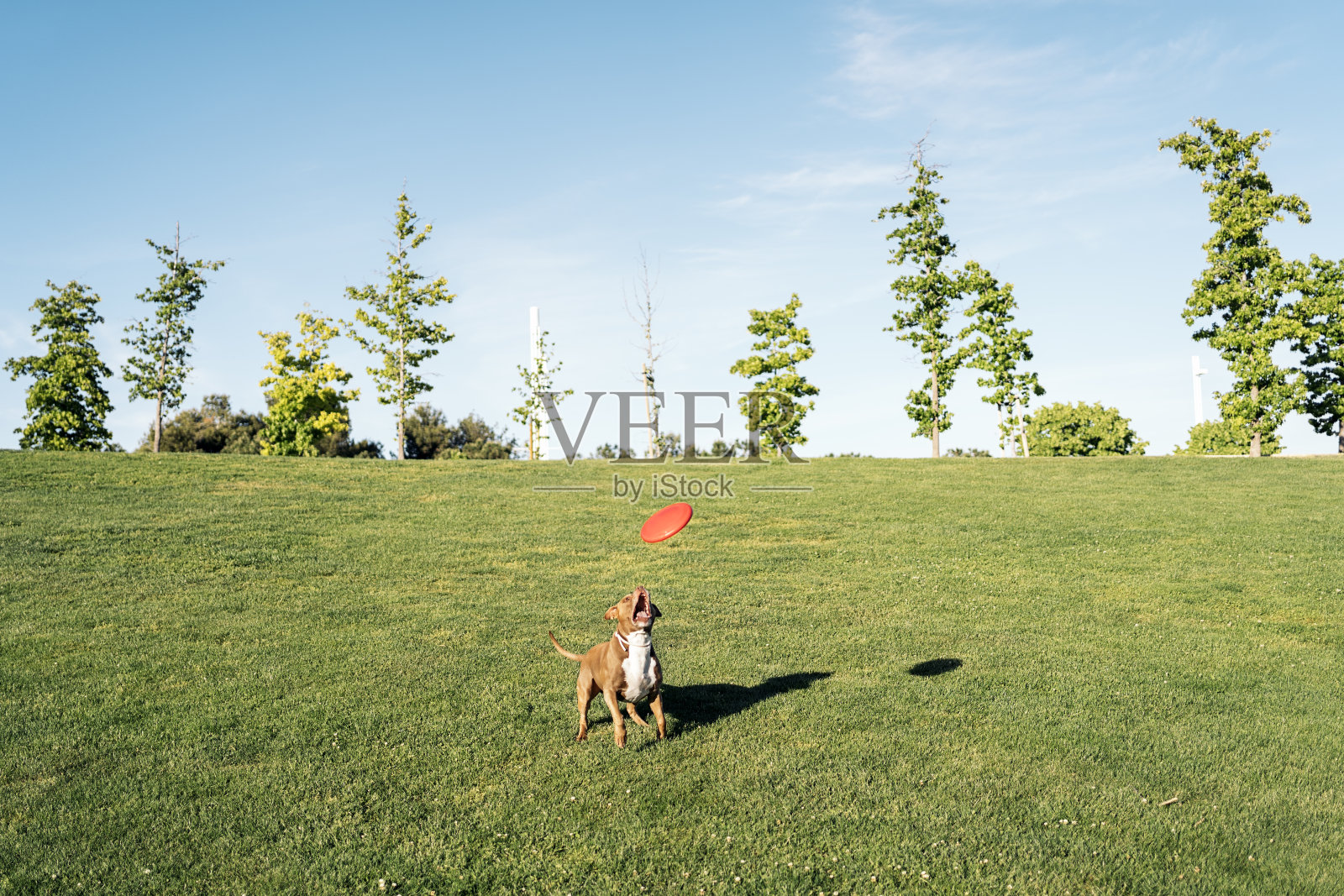 狗玩飞碟照片摄影图片