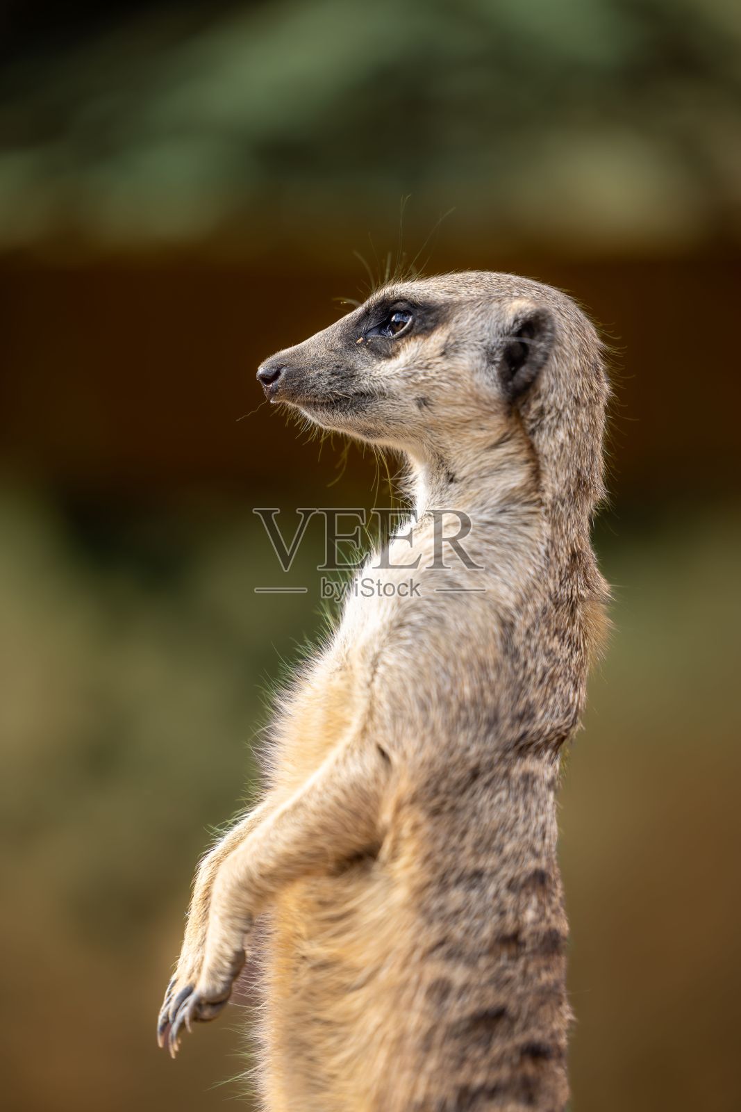 微距镜头一只猫鼬站着照片摄影图片
