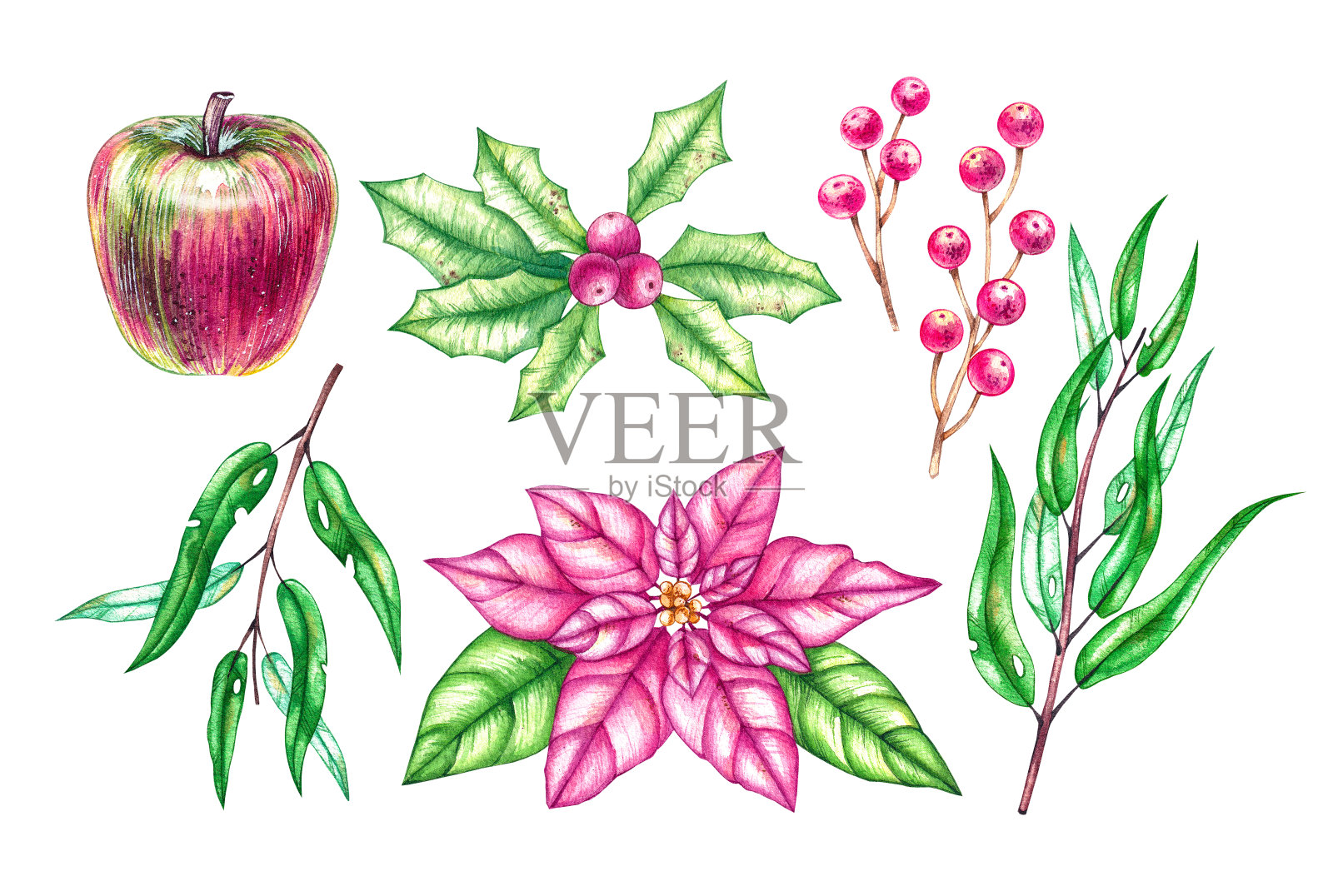水彩圣诞植物设置粉红色阴影插画图片素材
