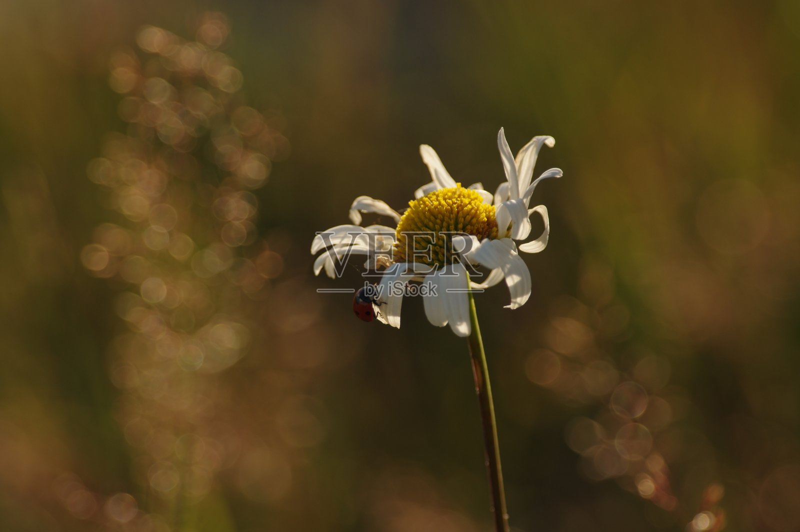 花照片摄影图片