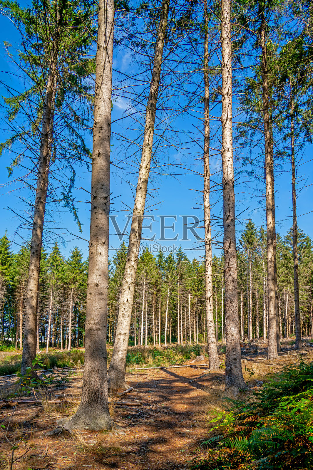 比利时莫尔斯奈附近的森林景色照片摄影图片