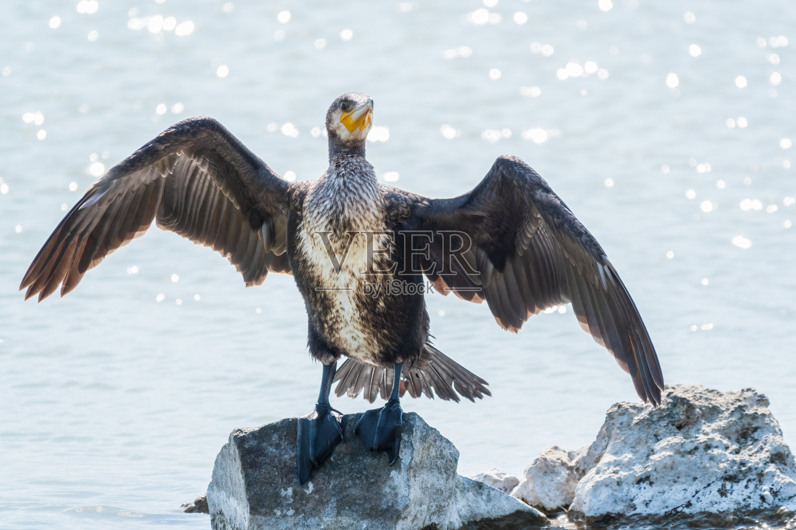大鸬鹚(Phalacrocorax carbo)坐在石头上，靠风吹干翅膀。照片摄影图片