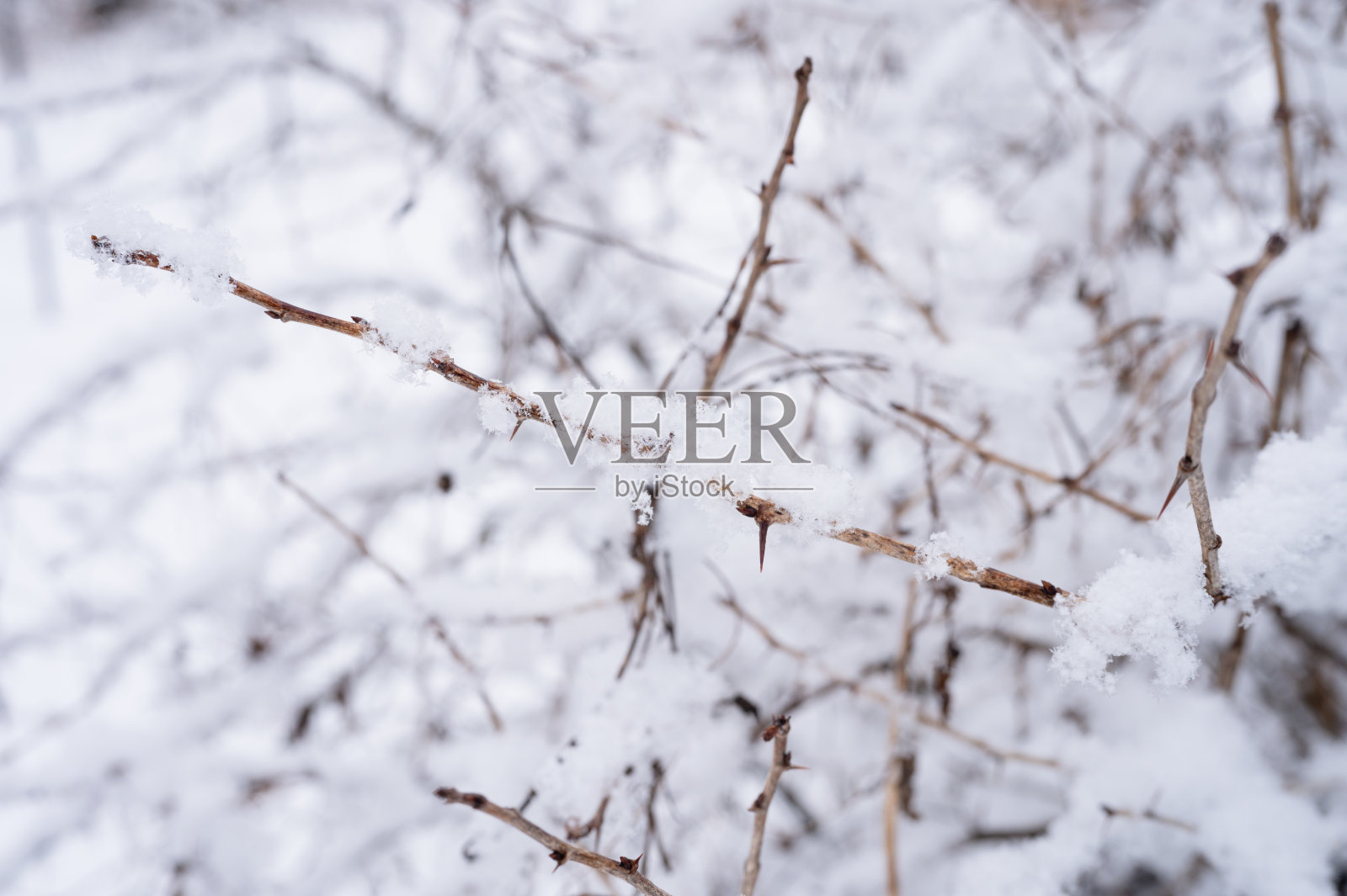 大自然里多雪的冬季。在霜冻的冬日里，在森林或花园里，光秃秃的树枝上挂着白色的新鲜冰冻的雪和雪花。寒冷的天气。自然背景。圣诞节的时候照片摄影图片