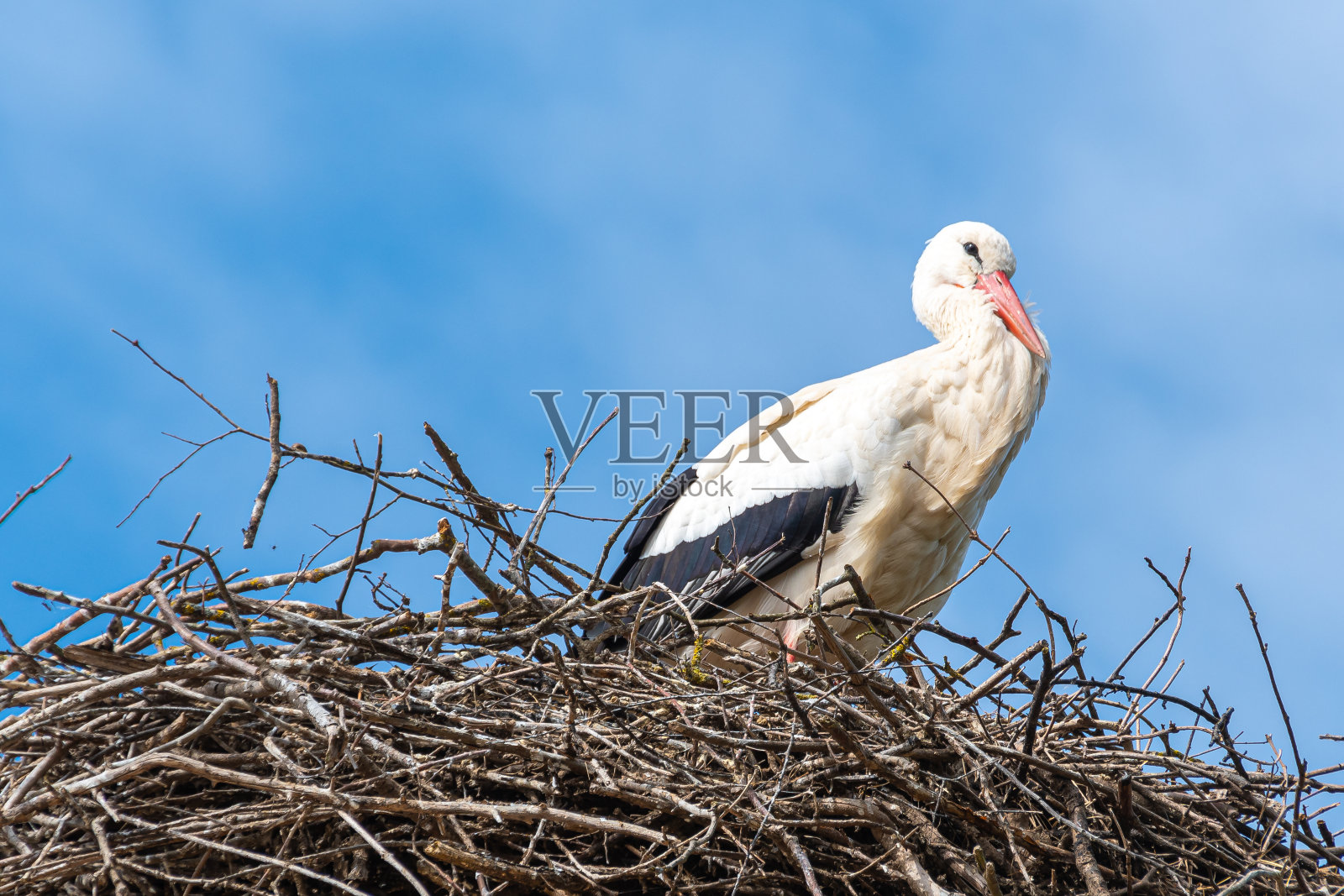 一只欧洲鹳(Ciconia Ciconia)在法国阿尔萨斯的屋顶上筑巢照片摄影图片