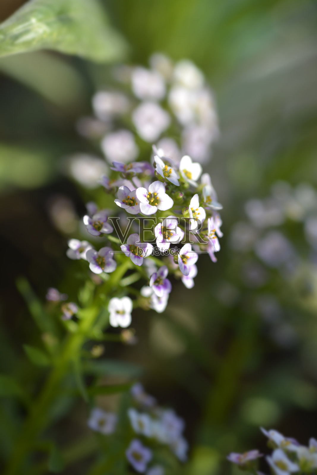 香雪球照片摄影图片
