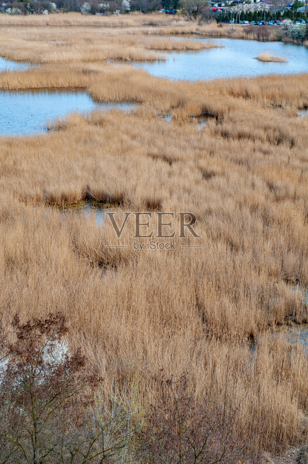 潮湿的地区，干燥的黄色芦苇，小块的水在植被中，秋季照片摄影图片