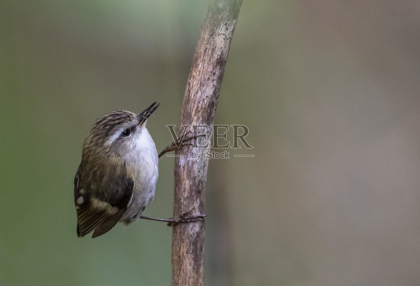 步枪手，绿刺刺虫照片摄影图片