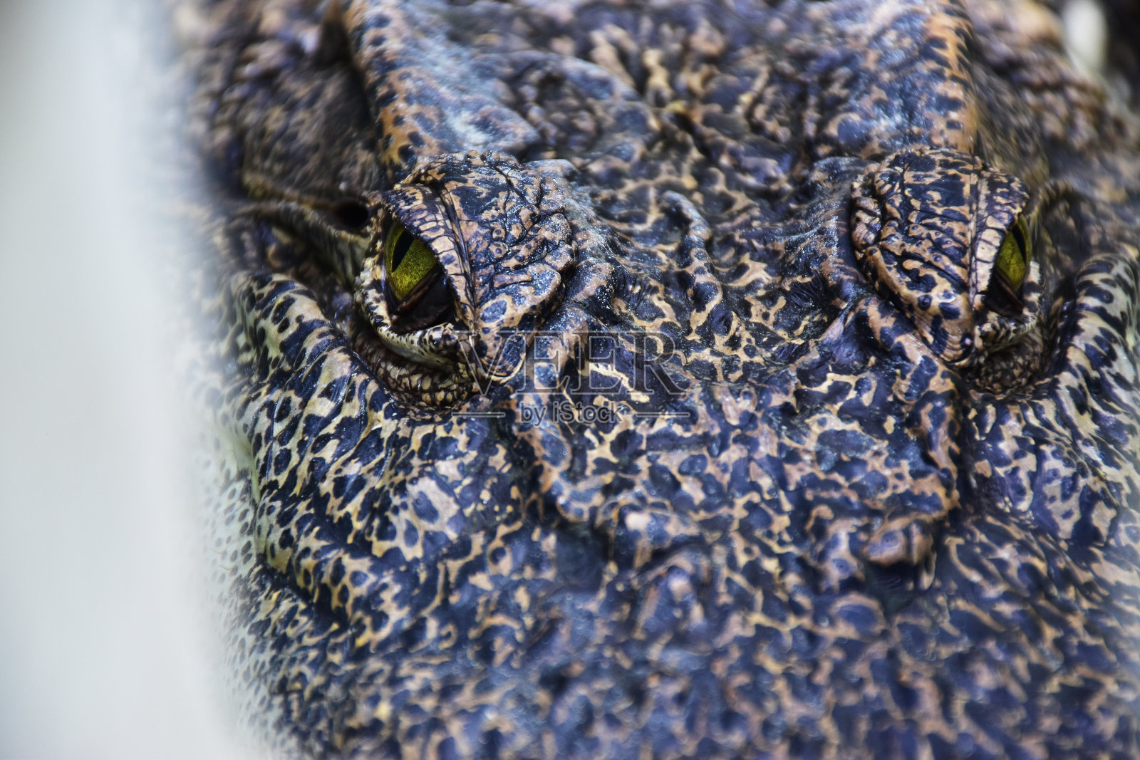 动物照片摄影图片