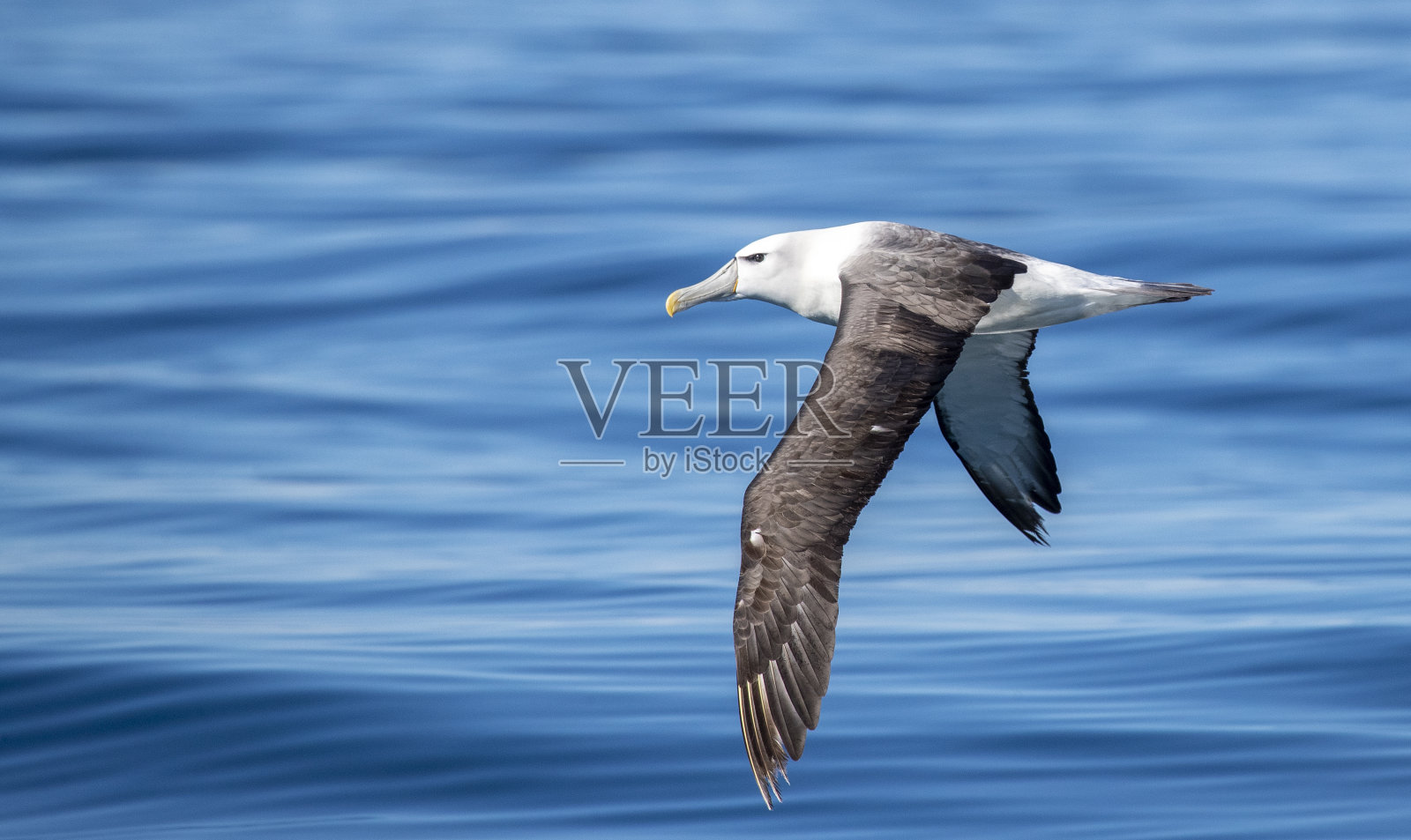 白顶信天翁，地中海照片摄影图片