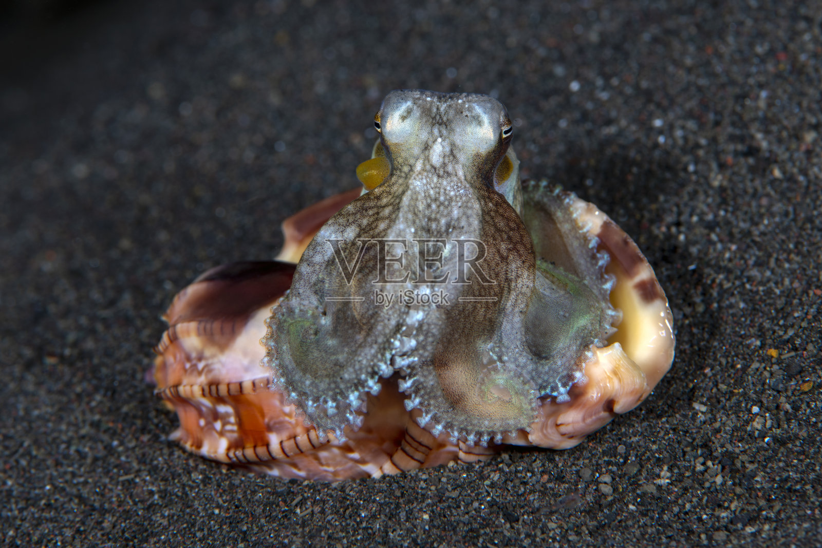 海洋生物照片摄影图片