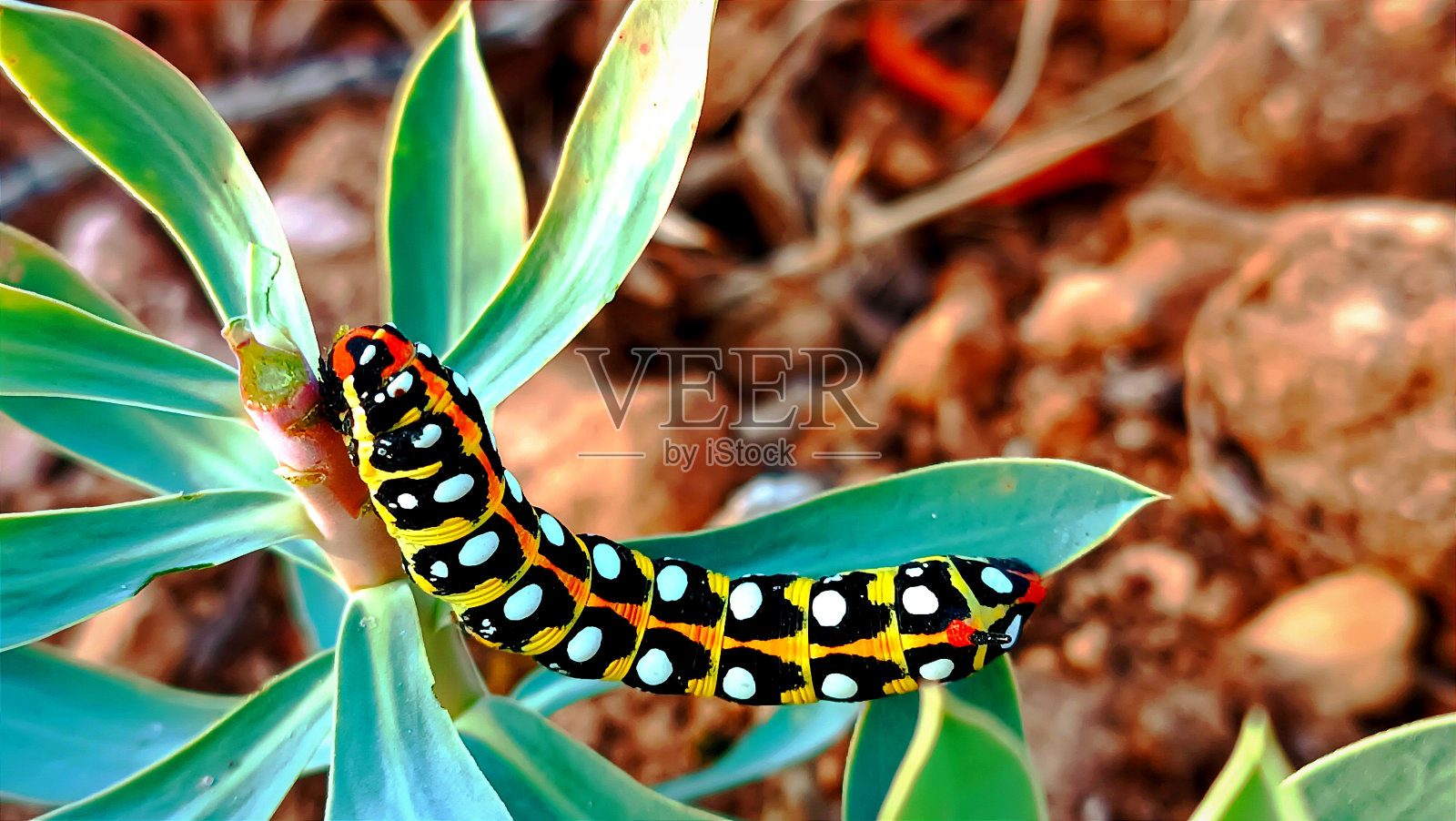 毛毛虫照片摄影图片