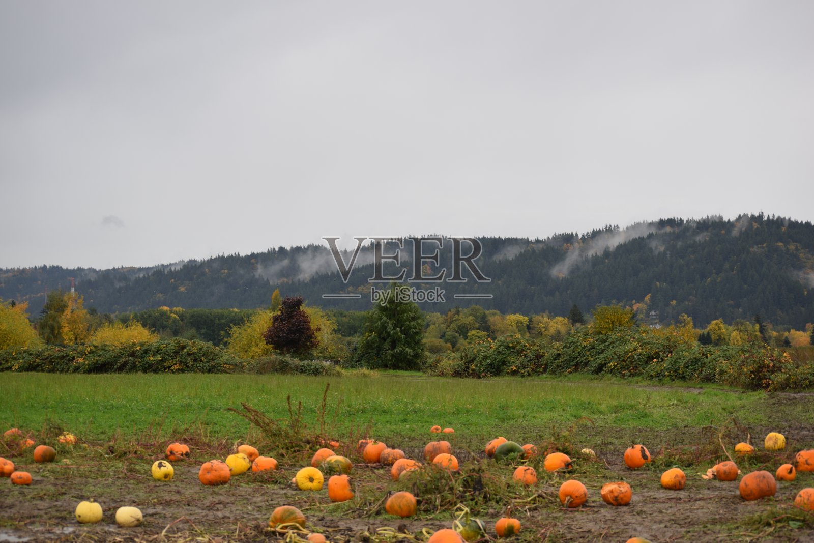 南瓜补丁照片摄影图片