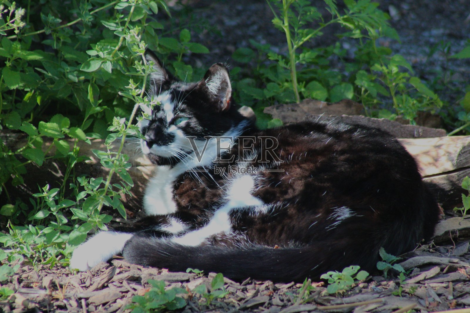 墨色 （pt2）照片摄影图片