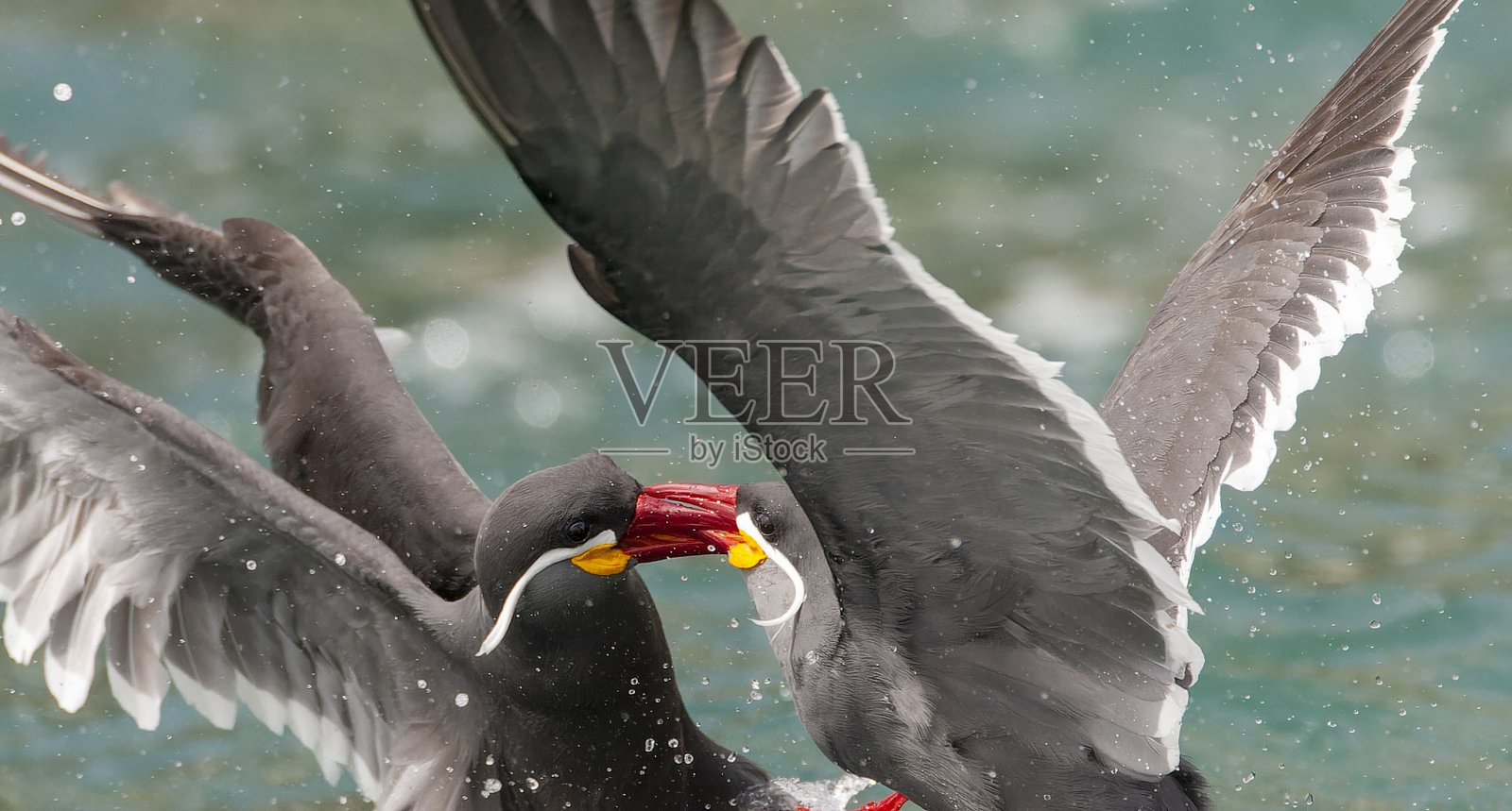 印加燕鸥，拉罗斯特纳印加照片摄影图片