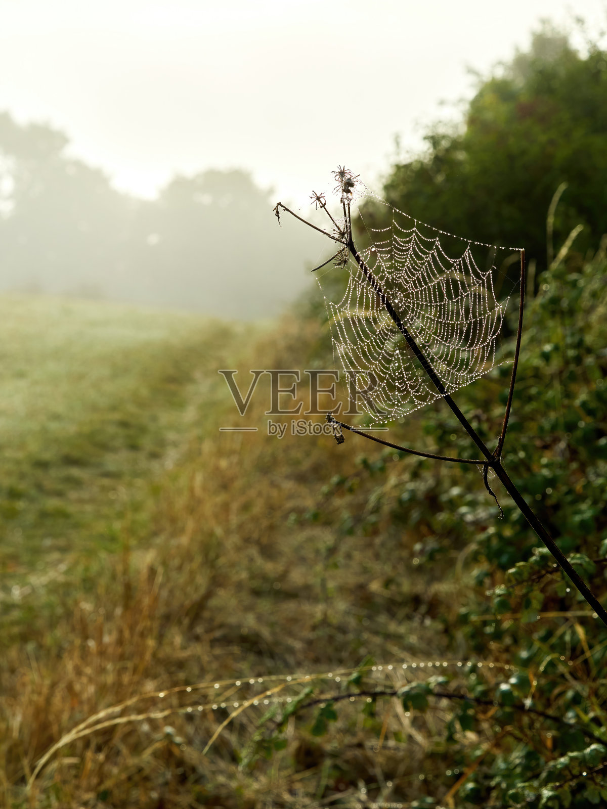 霾隐藏灌木篱墙照片摄影图片