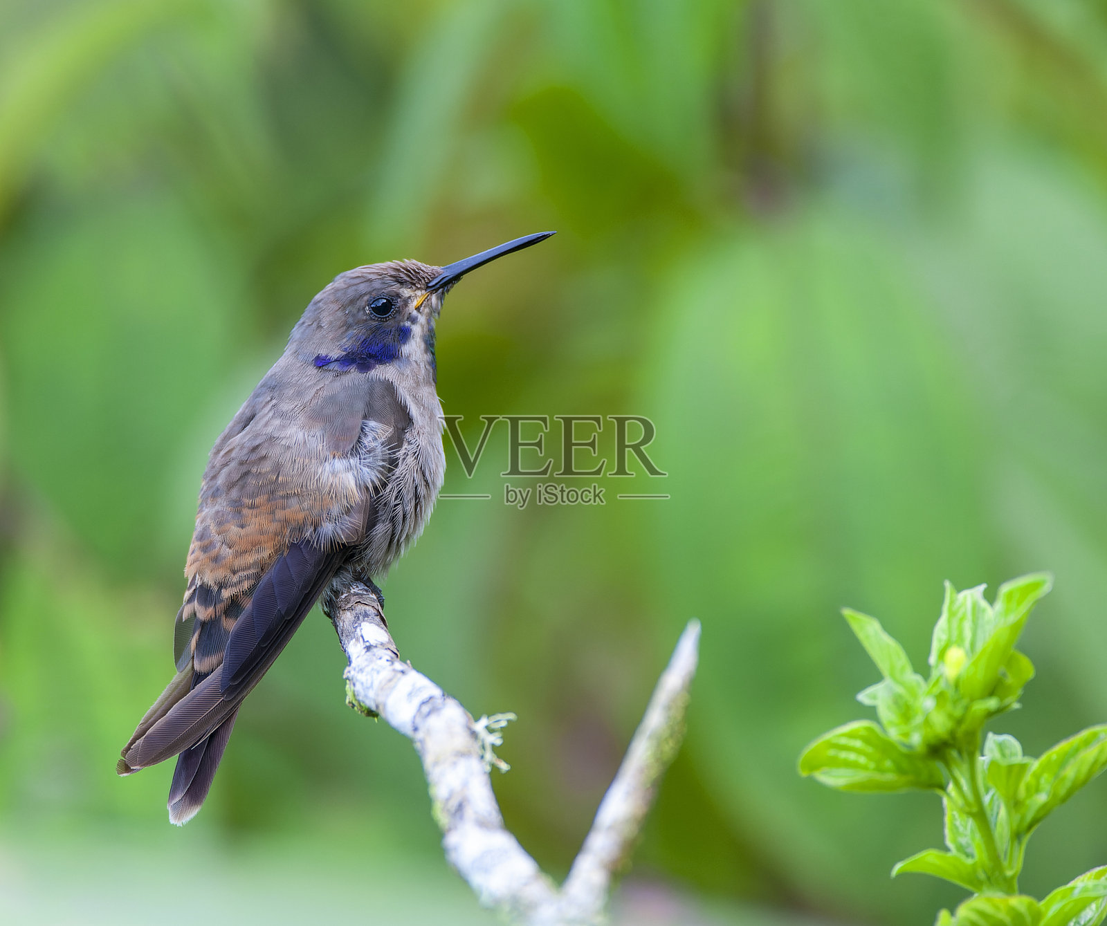 褐堇菜(飞燕蜂鸟科照片摄影图片
