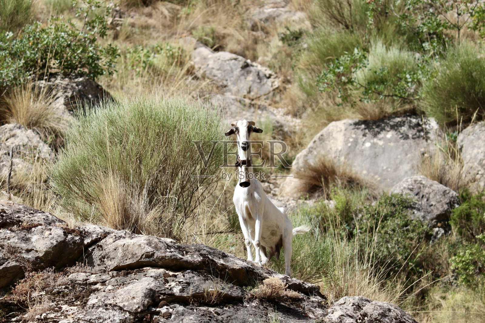 岩石上的山羊照片摄影图片