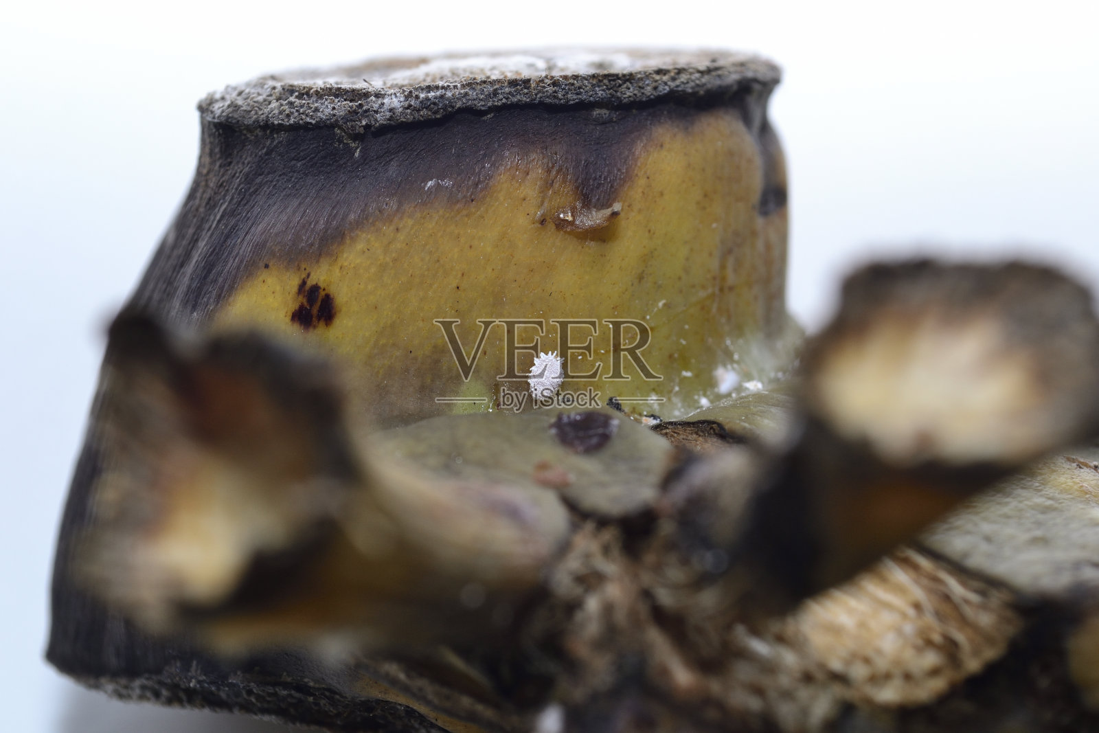 香蕉杆上的粉虫照片摄影图片