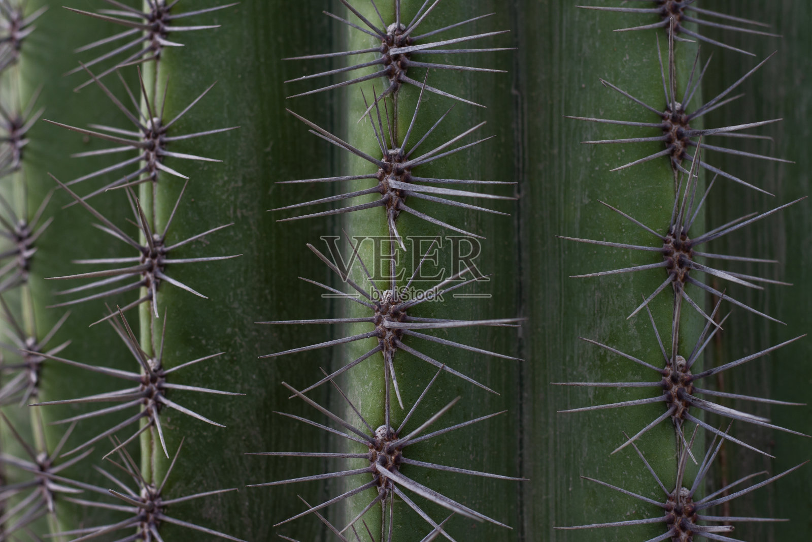 特写仙人掌刺生长在花园为背景。照片摄影图片