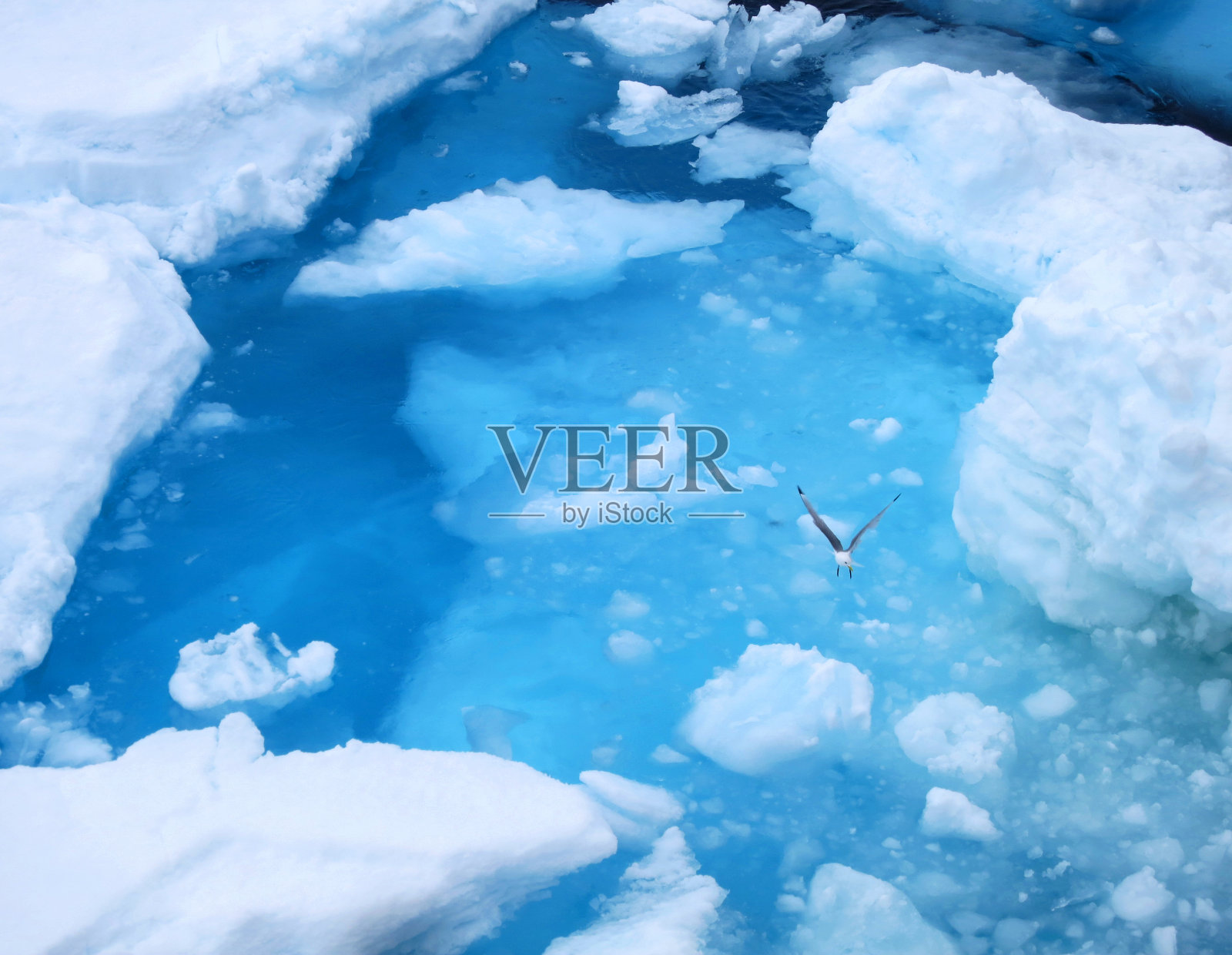 黑腿基蒂威克在冰蓝色的水面上飞翔照片摄影图片