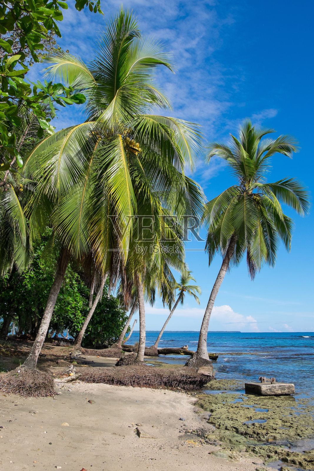 哥斯达黎加的棕榈树照片摄影图片