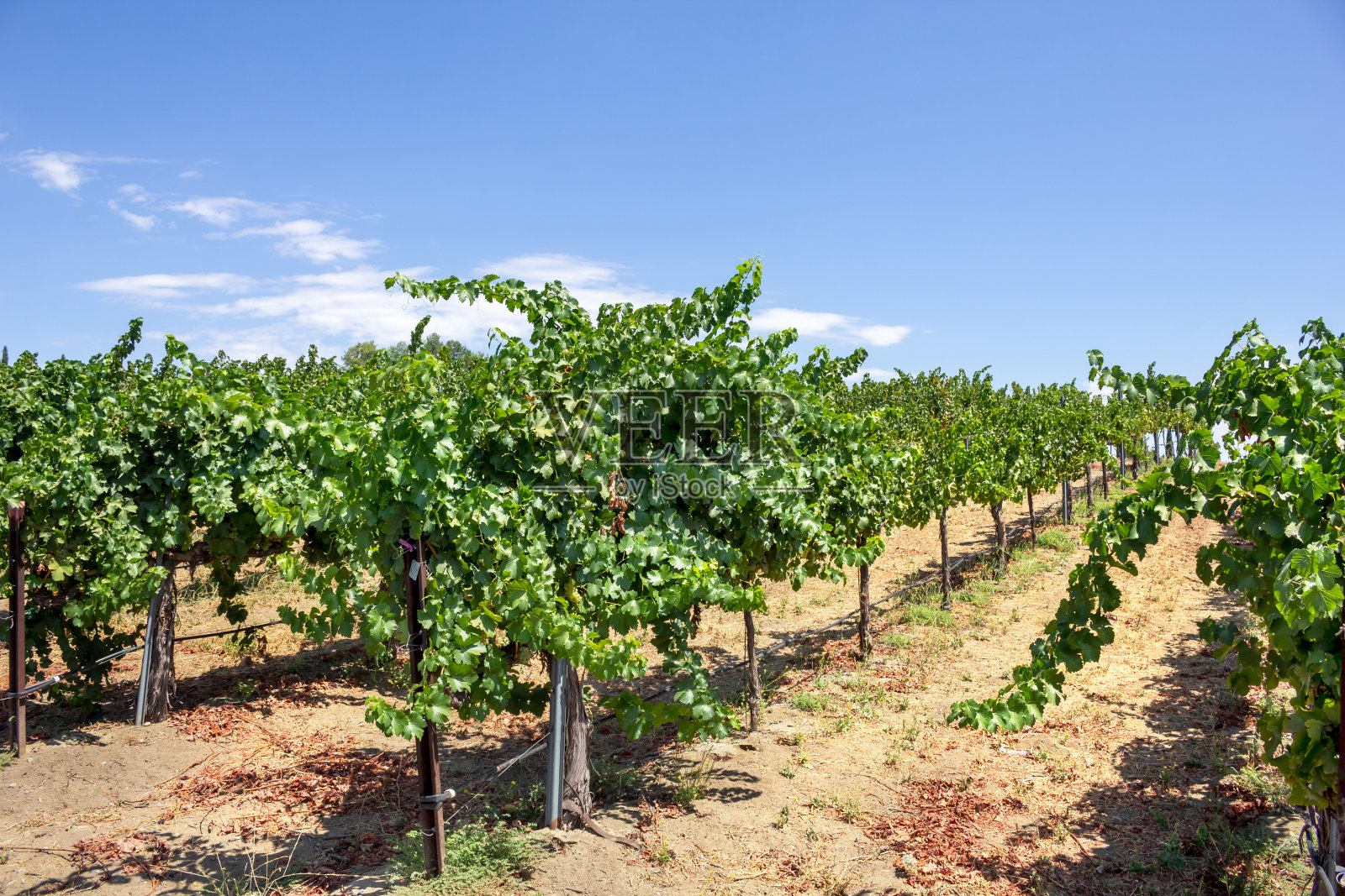夏天的葡萄园照片摄影图片