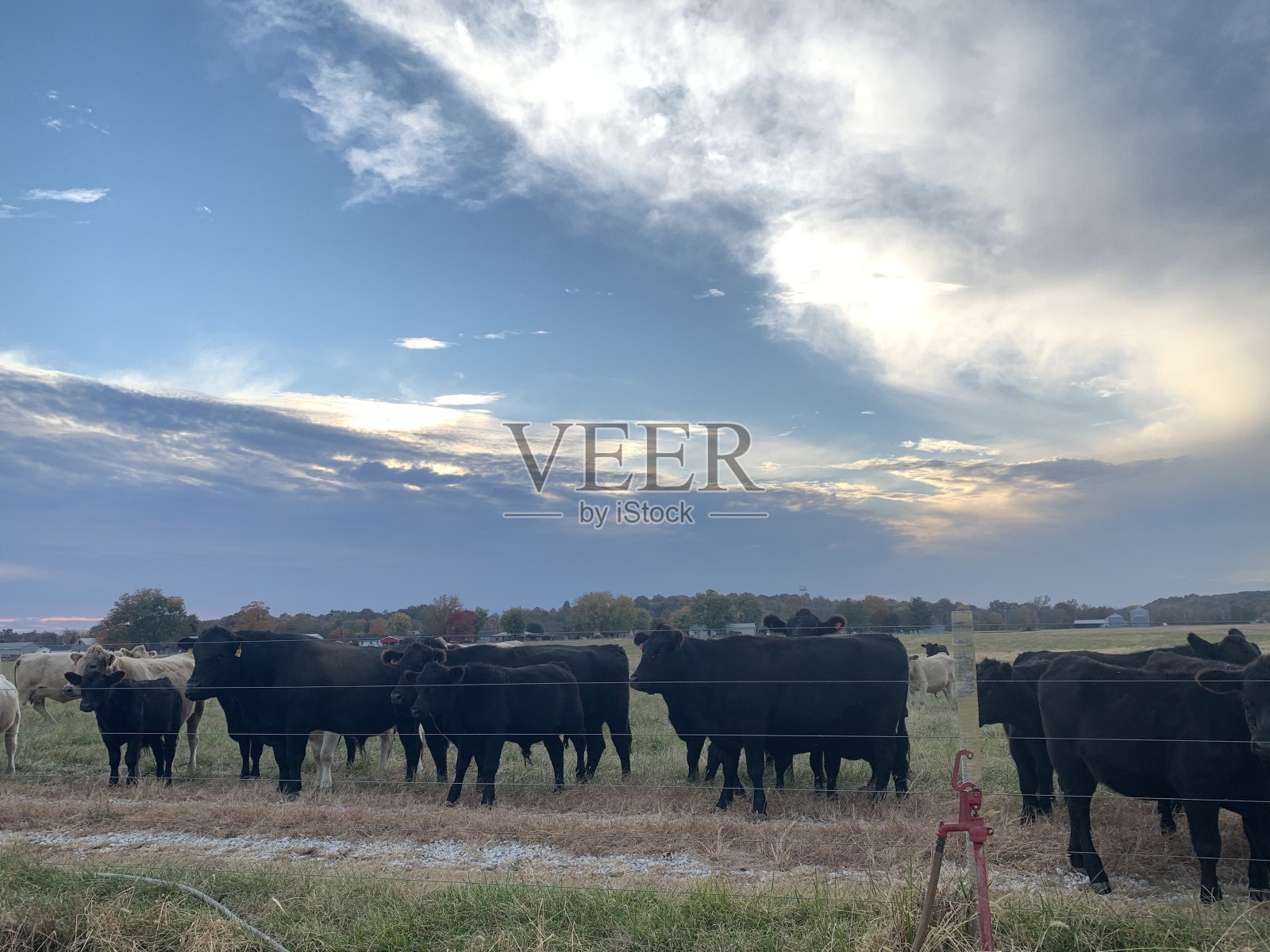 牛的栅栏照片摄影图片