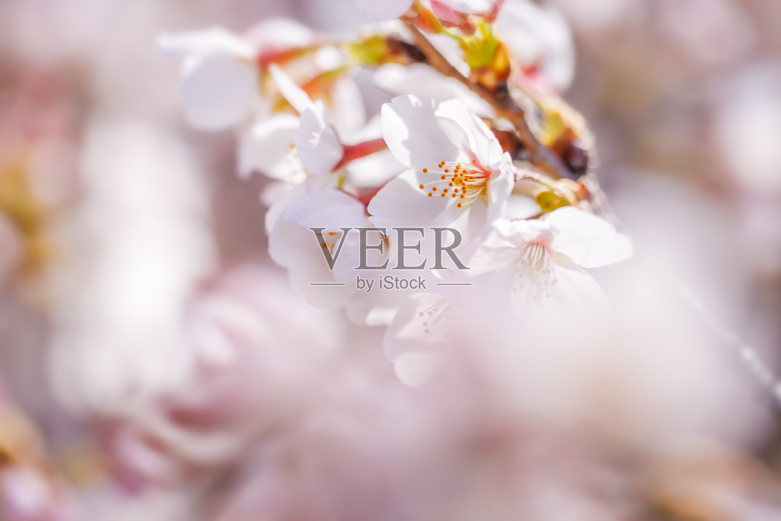 樱花有着美丽的淡粉色照片摄影图片