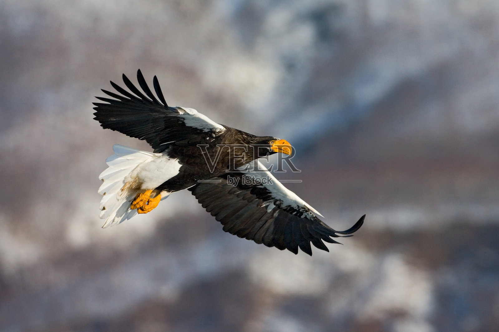 斯特勒海鹰，海雕照片摄影图片