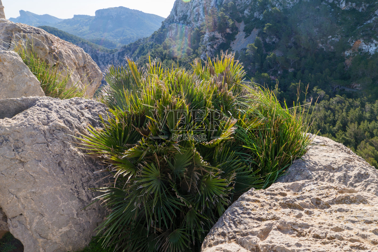 在巴利阿里群岛的马略卡岛北部的福曼托半岛徒步旅行。照片摄影图片