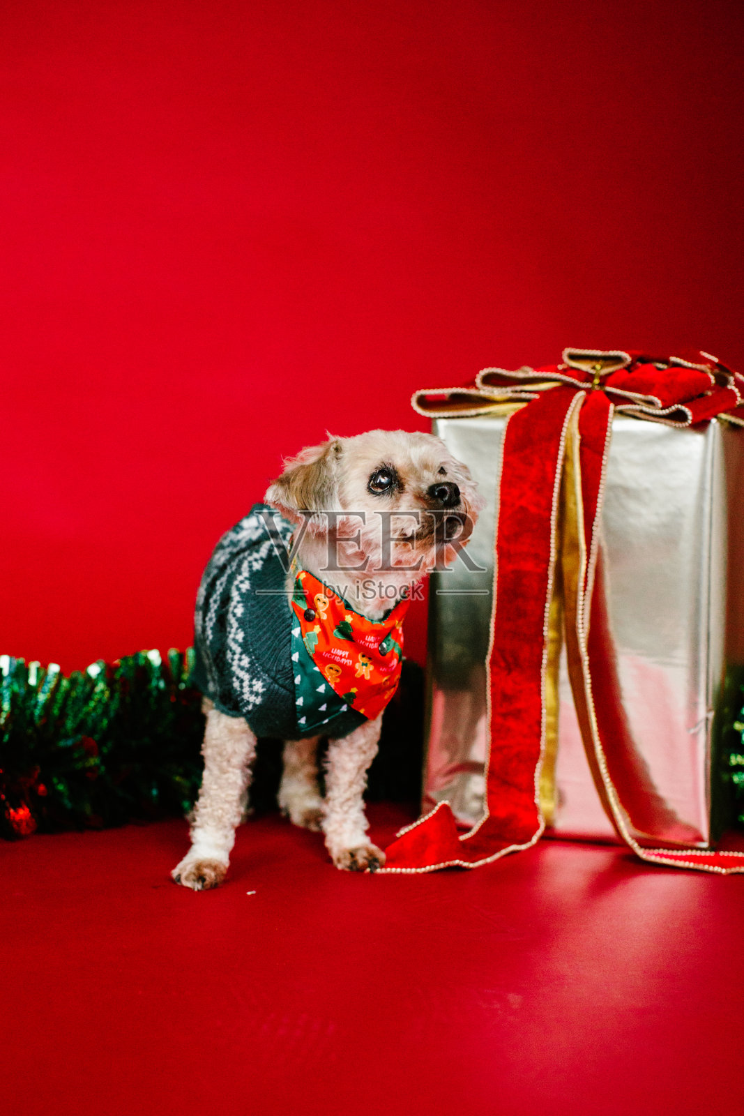 小狗第一个圣诞节照片摄影图片